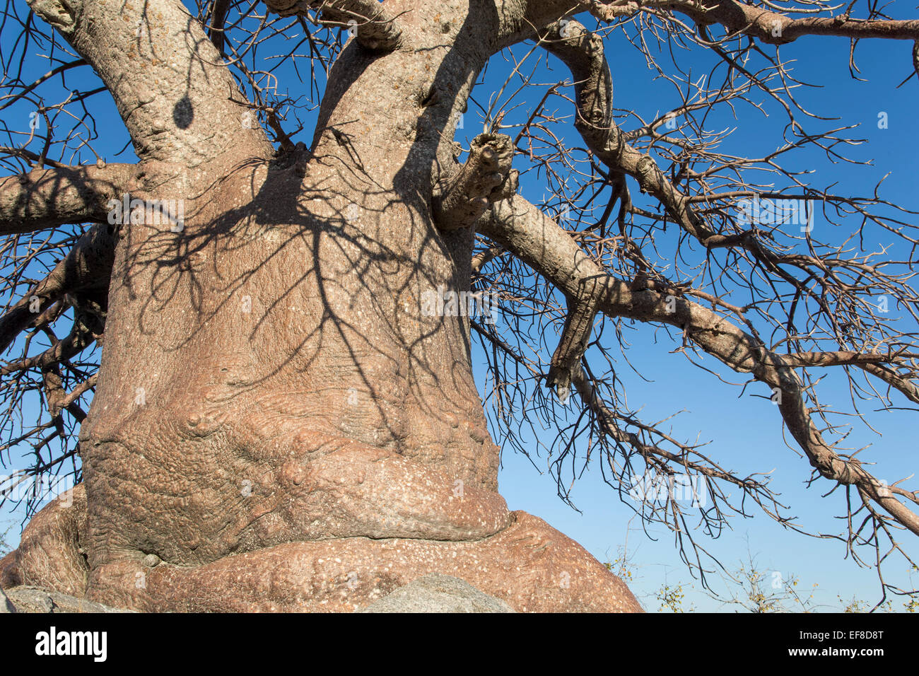 Africa, Botswana, Close-up of shadows on Baobab trees on dry granite outcrop of Kubu Island in Makgadikgadi Pan Stock Photo
