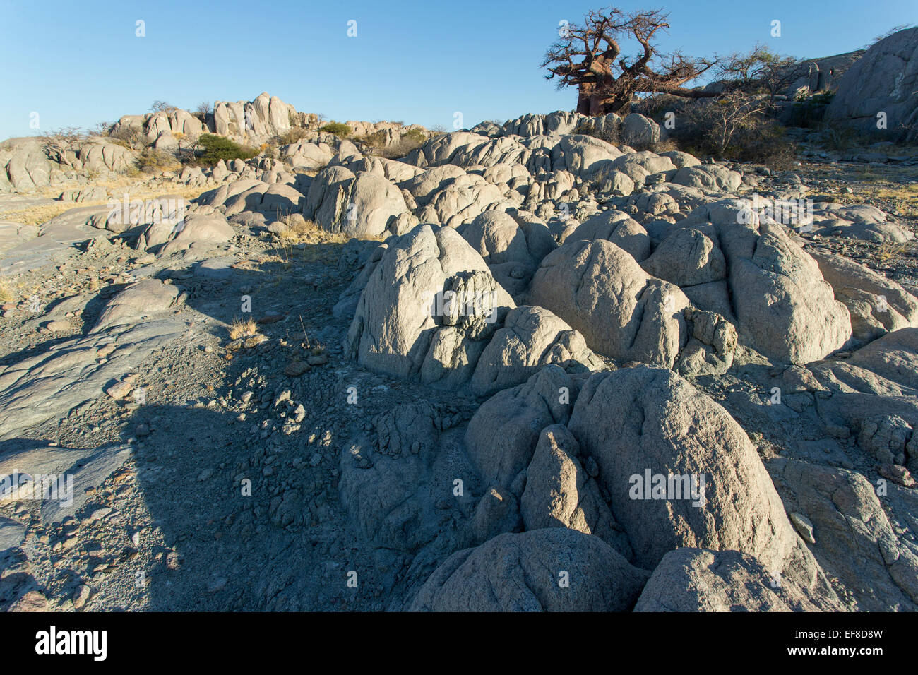 Africa, Botswana, Baobab trees grow atop dry granite outcrop of Kubu Island in Makgadikgadi Pan within Kalahari Desert Stock Photo