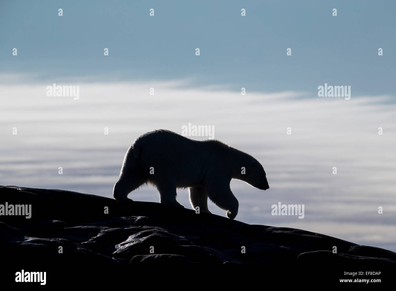Canada, Nunavut Territory, Repulse Bay, Silhouette of Polar Bear (Ursus maritimus) walking along ridgeline on Harbour Islands al Stock Photo