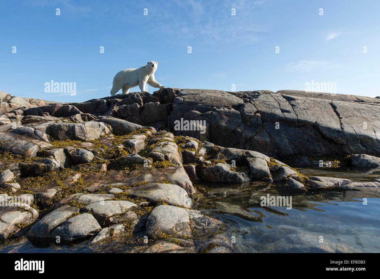 Canada, Nunavut Territory, Repulse Bay, Polar Bear (Ursus maritimus) walking along rocky shoreline on Harbour Islands near Arcti Stock Photo