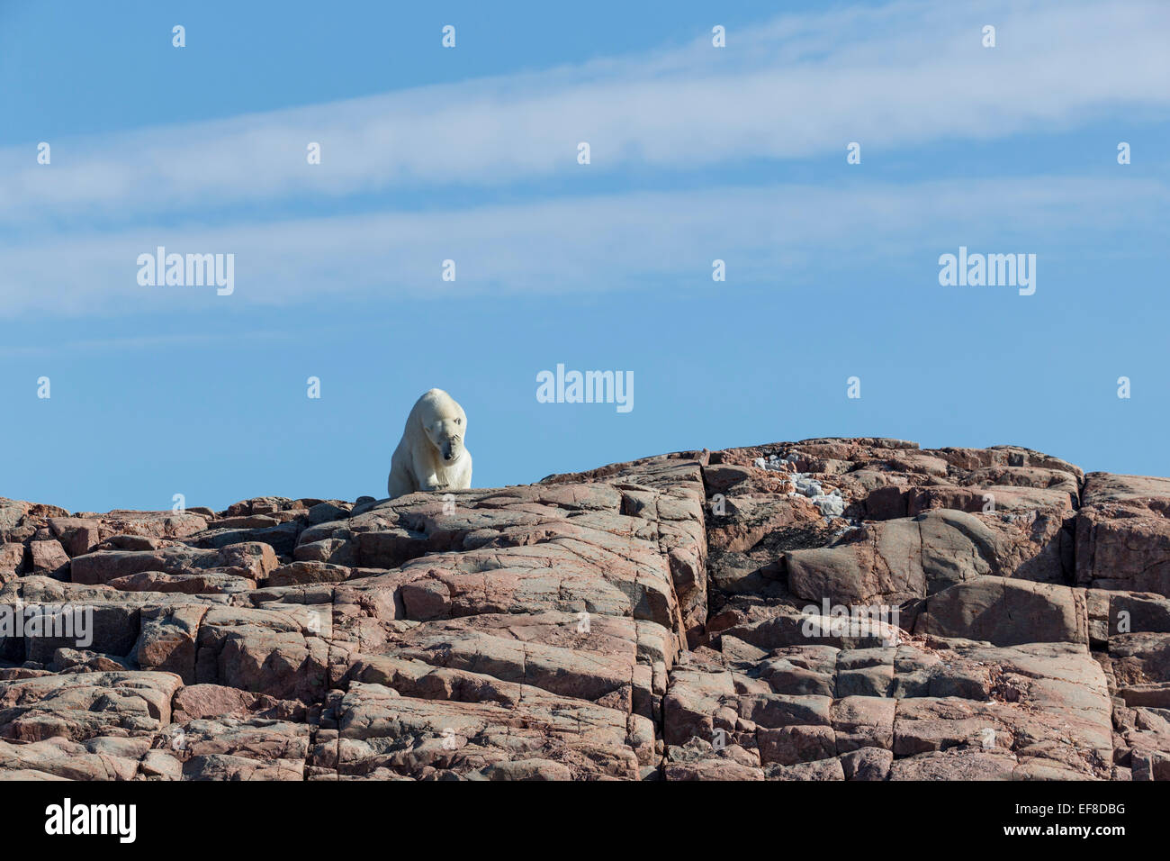 Canada, Nunavut Territory, Repulse Bay, Polar Bear (Ursus maritimus) puts paw onto face while resting on rocky mountain ridge on Stock Photo