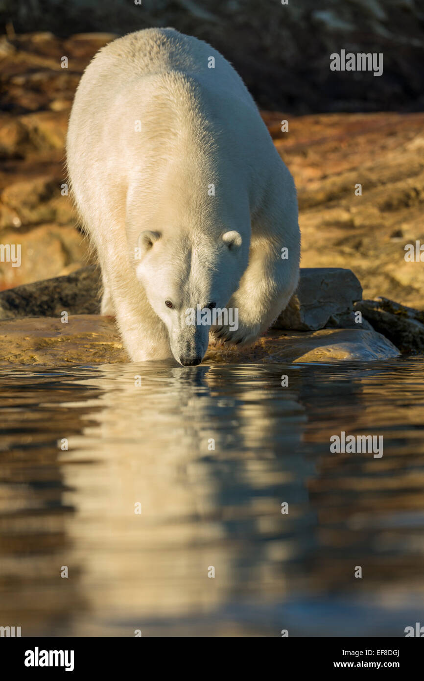 Canada, Nunavut Territory, Polar Bear wading into shallow water along