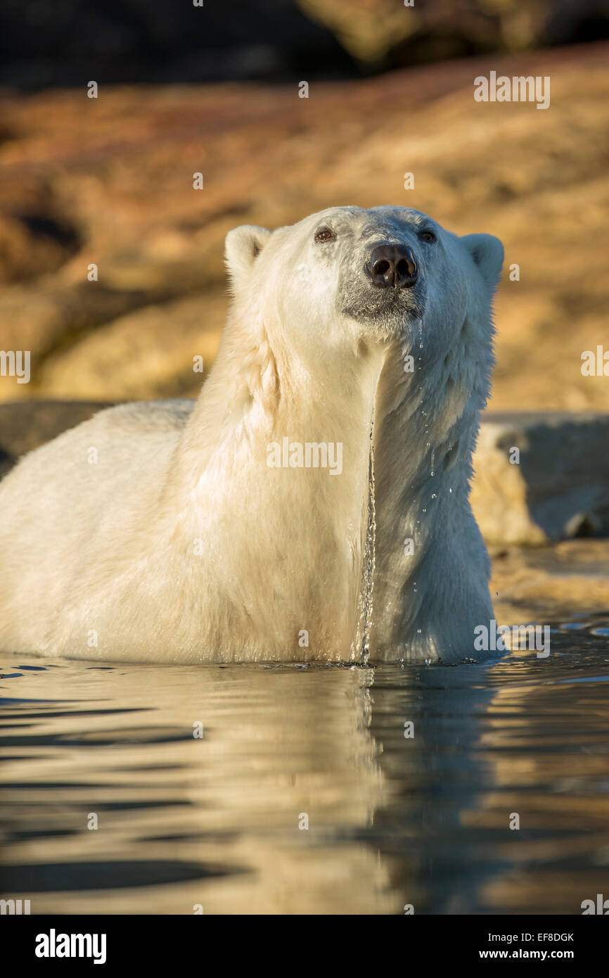 Canada, Nunavut Territory, Polar Bear wading into shallow water along