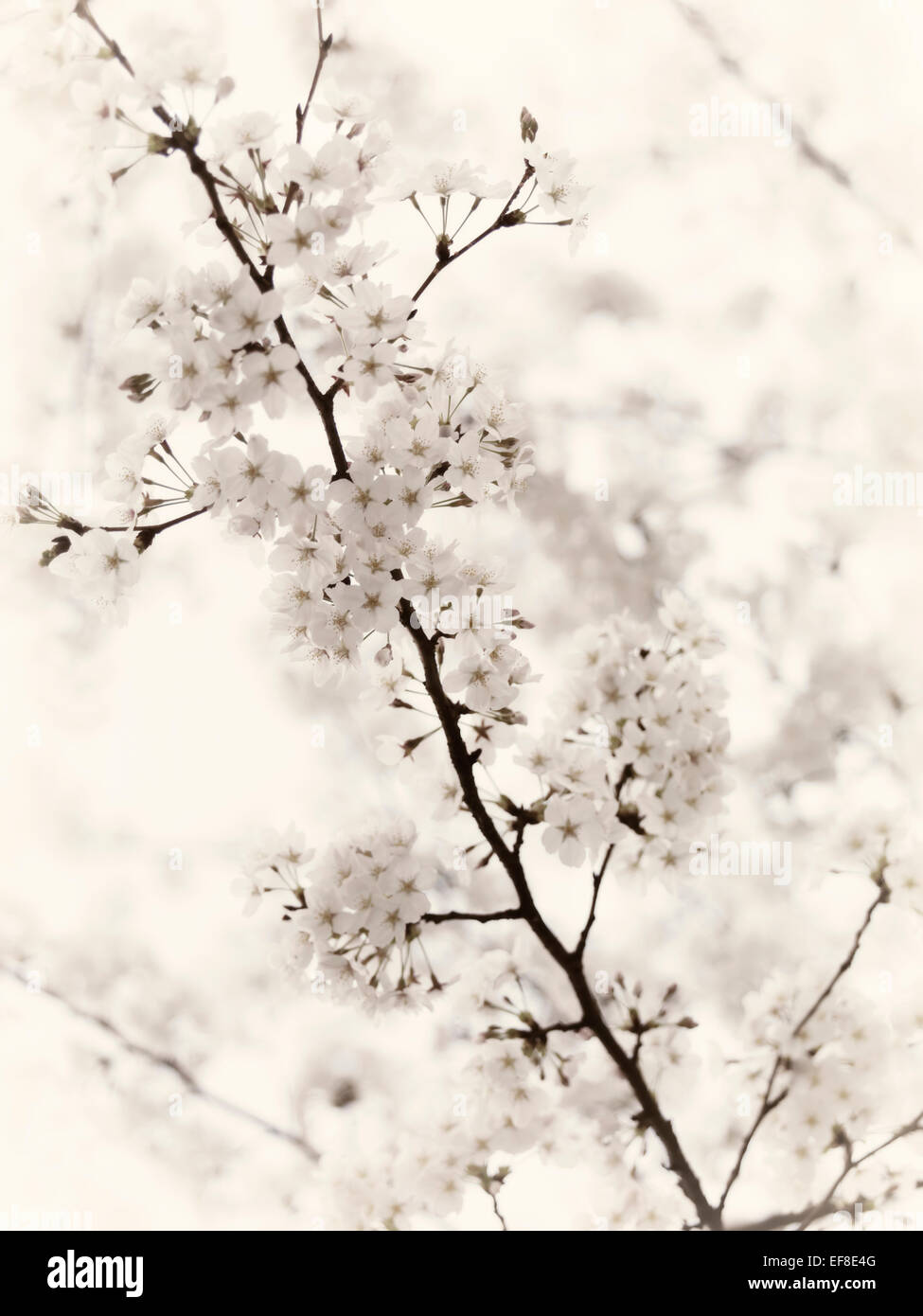 Closeup of cherry blossoms, blooming Japanese cherry tree flowers artistic background black and white sepia toned in soft beige Stock Photo