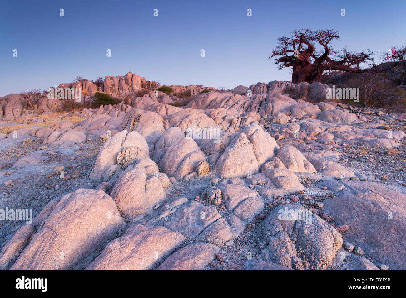 Africa, Botswana, Baobab trees grow atop dry granite outcrop of Kubu Island in Makgadikgadi Pan within Kalahari Desert at dusk Stock Photo