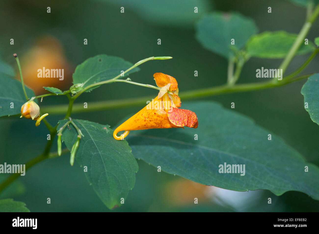 Orange jewelweed or spotted touch-me-not (Impatiens capensis) Stock Photo