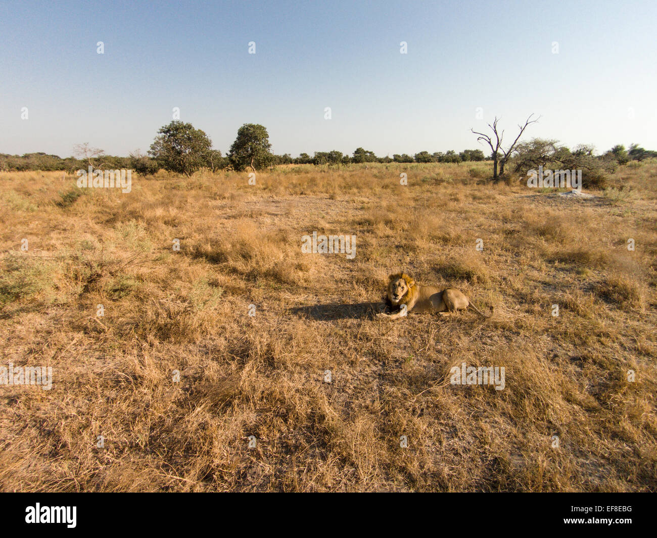 Africa, Botswana, Moremi Game Reserve, Aerial view of Male Lion (Panthera leo) rest in grasslands in Okavango Delta in Kalahari Stock Photo