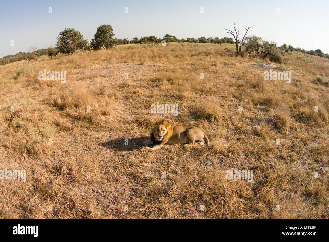 Africa, Botswana, Moremi Game Reserve, Aerial view of Male Lion (Panthera leo) rest in grasslands in Okavango Delta in Kalahari Stock Photo