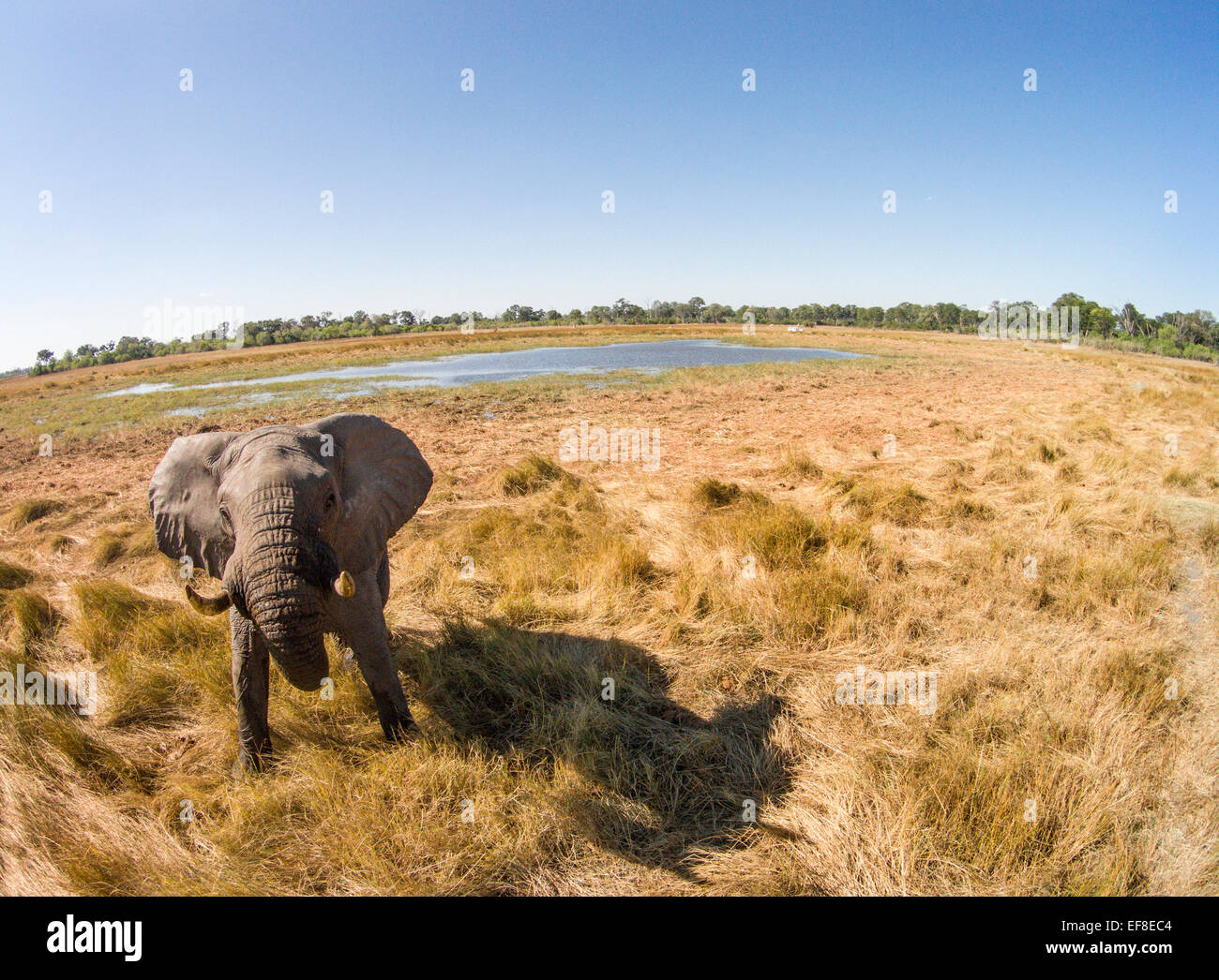 Africa, Botswana, Moremi Game Reserve, Aerial view of Bull Elephant (Loxodonta africana) in wetlands of Okavango Delta Stock Photo