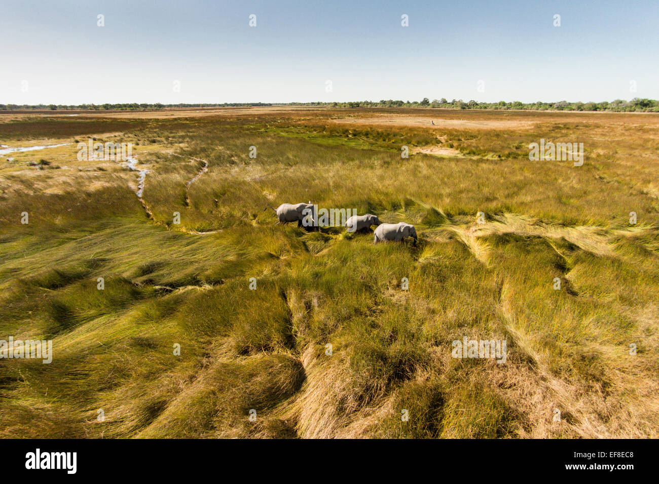 Africa, Botswana, Moremi Game Reserve, Aerial view of Elephants (Loxodonta africana) walking in wetlands in Okavango Delta in Ka Stock Photo