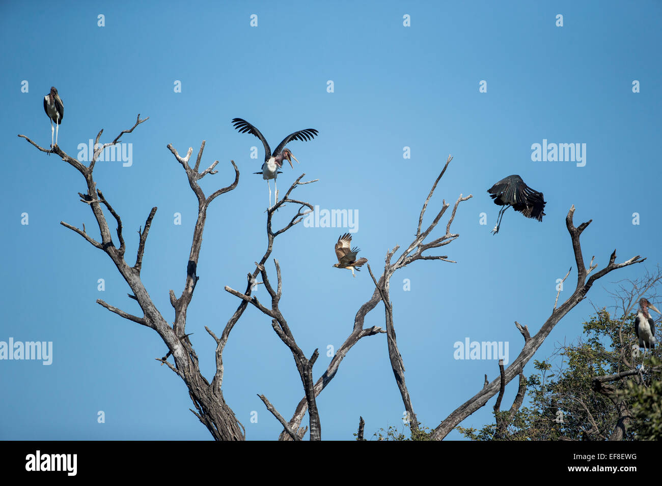 Africa, Botswana, Moremi Game Reserve, Marabou Storks (Leptoptilos crumeniferus) take flight at approach of Tawny Eagle (Aquila Stock Photo