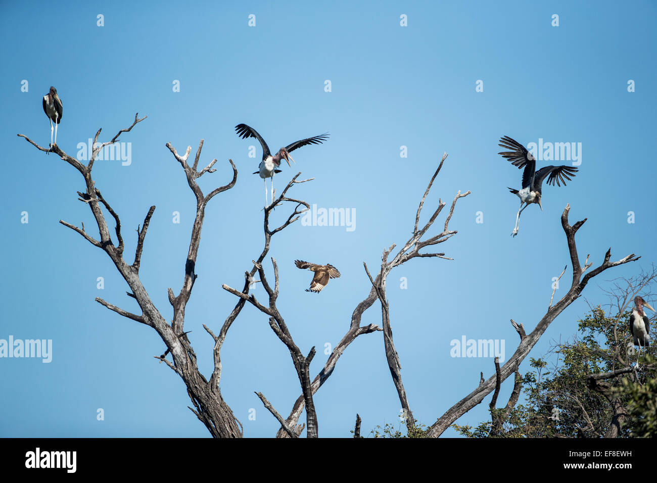 Africa, Botswana, Moremi Game Reserve, Marabou Storks (Leptoptilos crumeniferus) take flight at approach of Tawny Eagle (Aquila Stock Photo