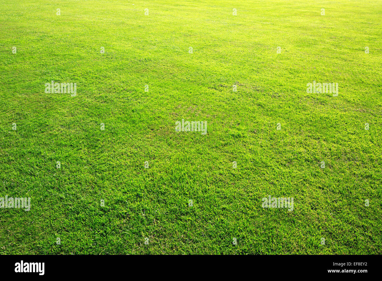 Beautiful green lawn in summer hi-res stock photography and images - Alamy
