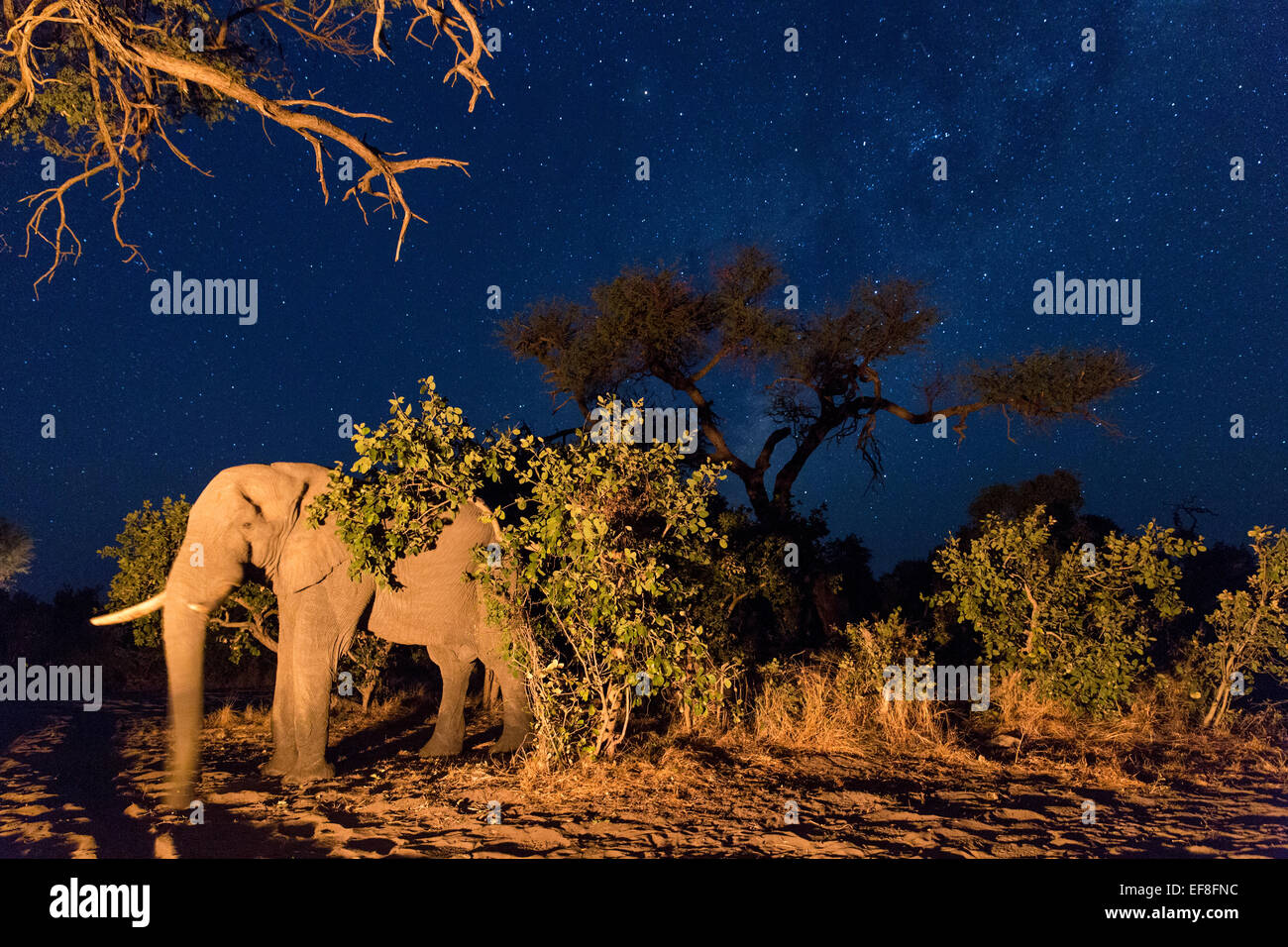 Africa, Botswana, Chobe National Park, African Elephant (Loxodonta africana) stands by firelight in Kalahari Desert at night in Stock Photo