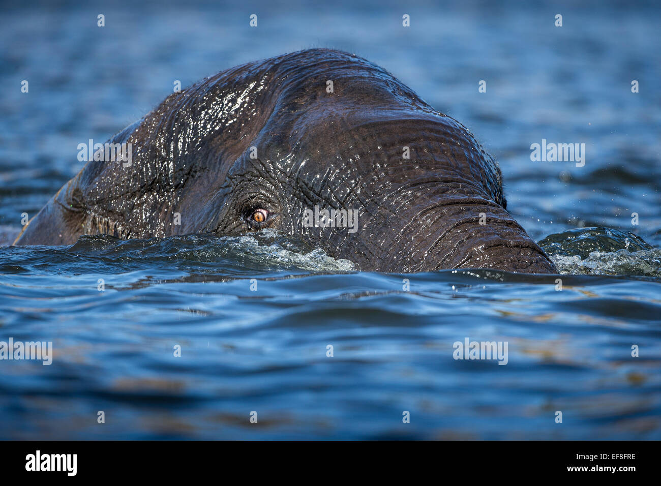 Africa, Botswana, Chobe National Park, African Elephant (Loxodonta africana) swimming submerged in Chobe River Stock Photo
