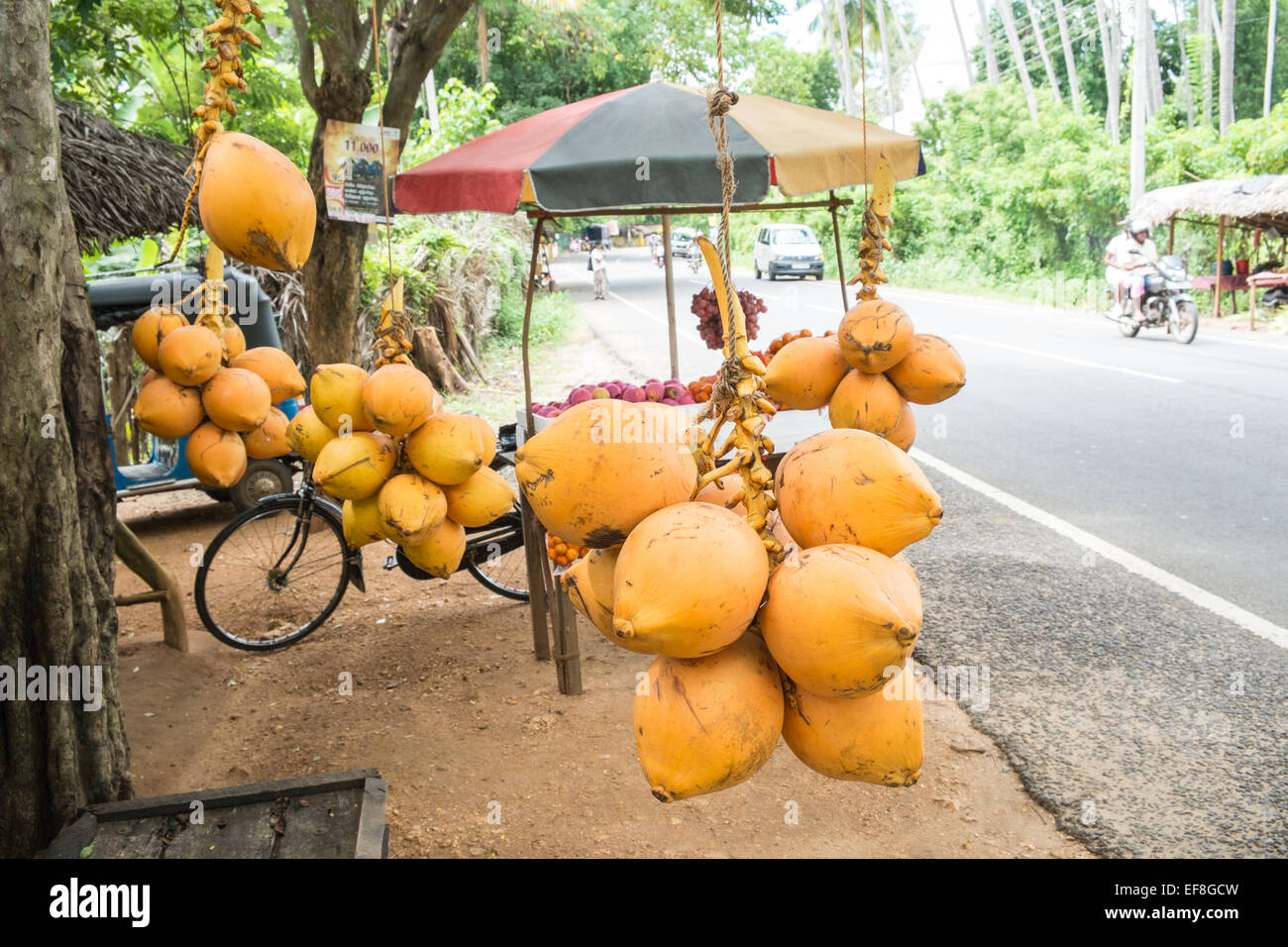 Fresh King coconuts bought for coconut water for sale from basic stall