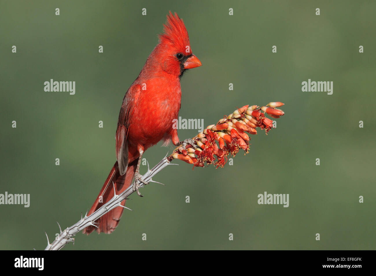 Northern Cardinal - Cardinalis cardinalis - male Stock Photo