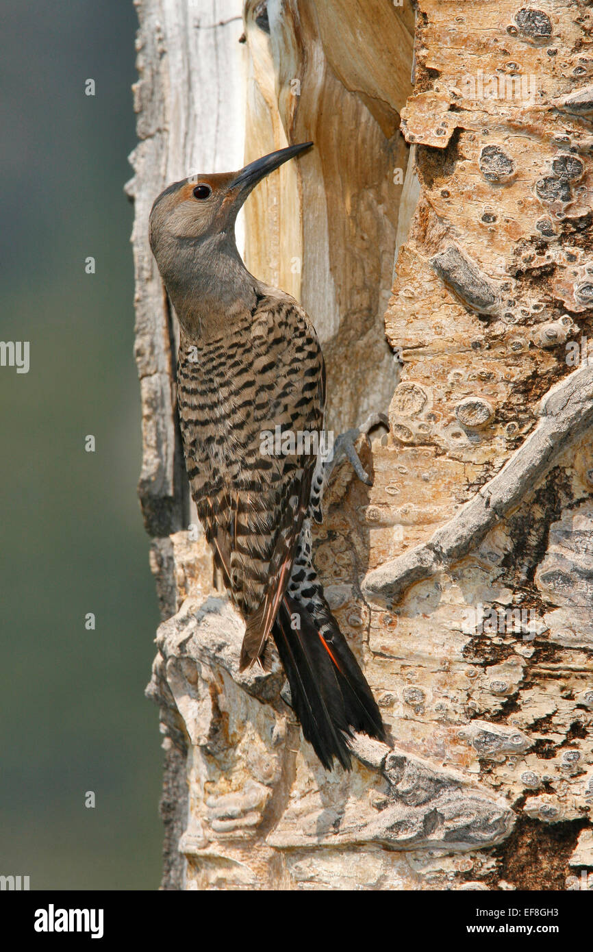 Northern Flicker (Red-shafted race) - Colaptes auratus - female Stock Photo