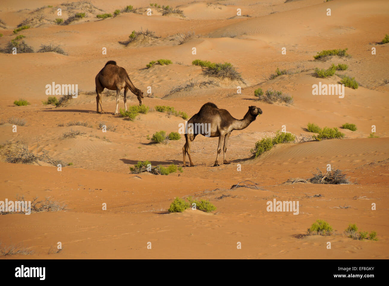 Camels in Liwa sand dunes, Abu Dhabi, United Arab Emirates Stock Photo