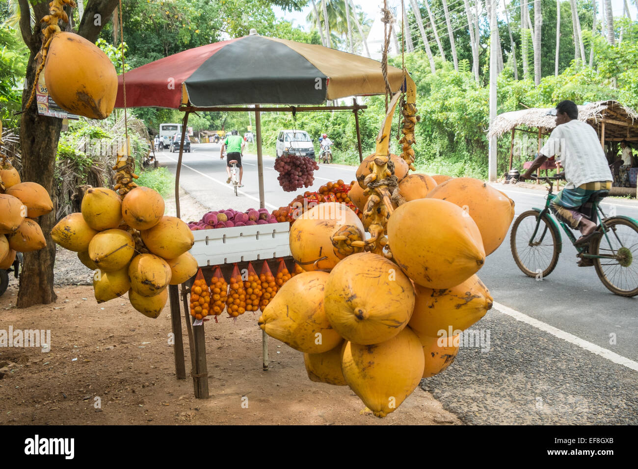 Fresh King coconuts bought for coconut water food,drink for sale from basic street stall at road side countryside,Tissa,Tissamaharama,Sri Lanka. Stock Photo