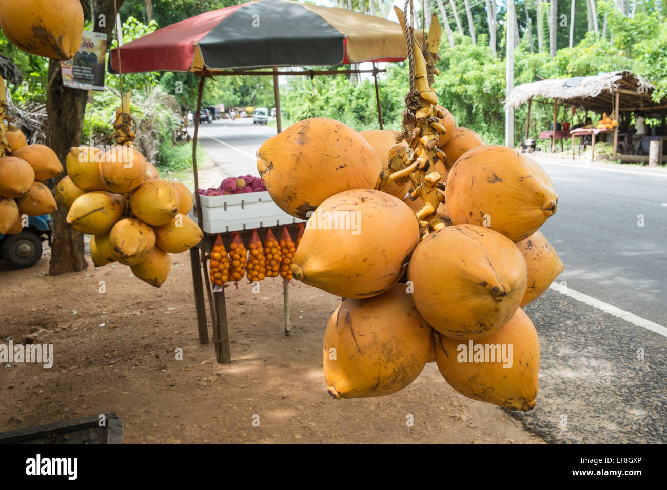 Fresh King coconuts bought for coconut water for sale from basic stall