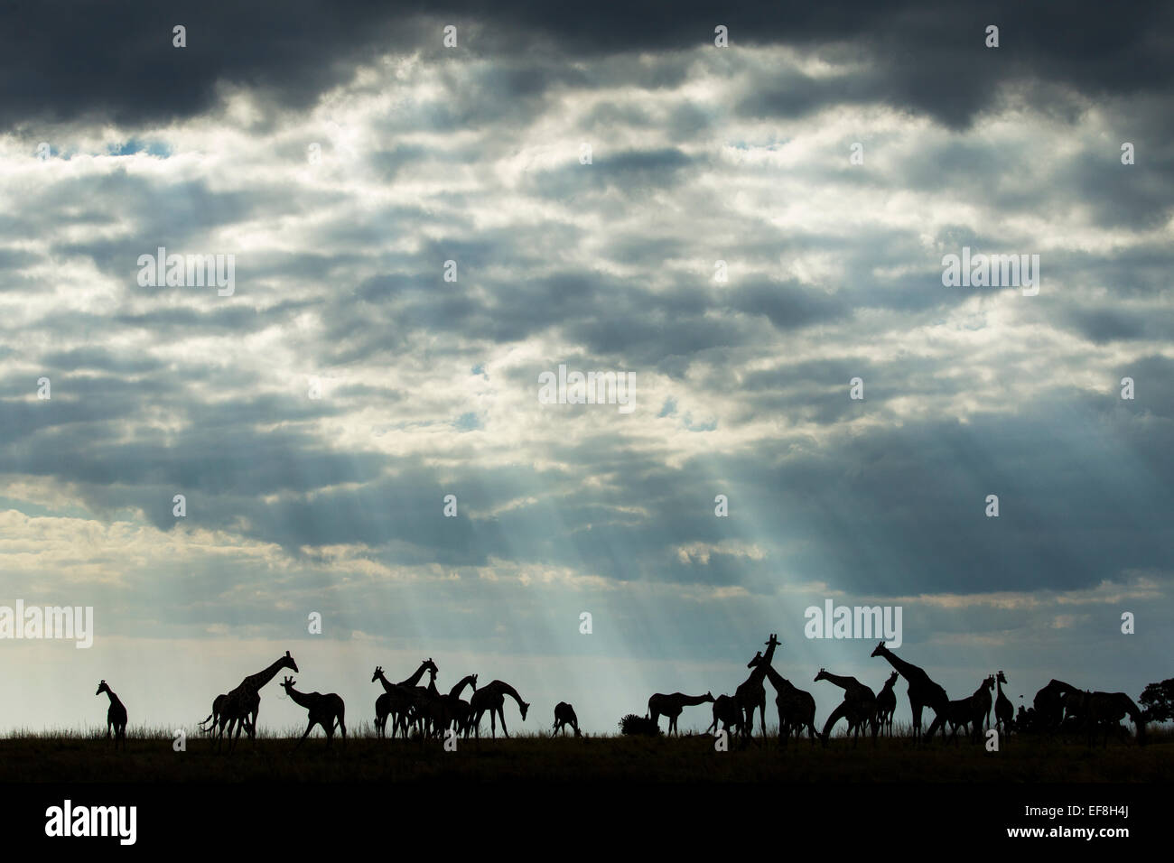 Africa, Botswana, Chobe National Park, Silhouette of herd of Giraffes (Giraffa camelopardalis) feeding along Chobe River’s banks Stock Photo