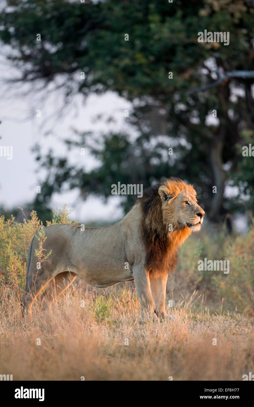 Africa, Botswana, Moremi Game Reserve, Adult Male Lion (Panthera leo ...