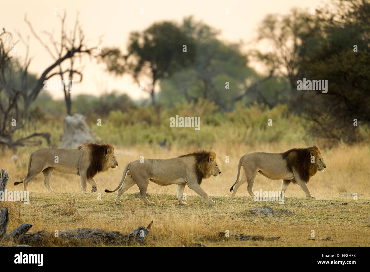 Africa, Botswana, Moremi Game Reserve, Three Adult Male Lions (Panthera ...