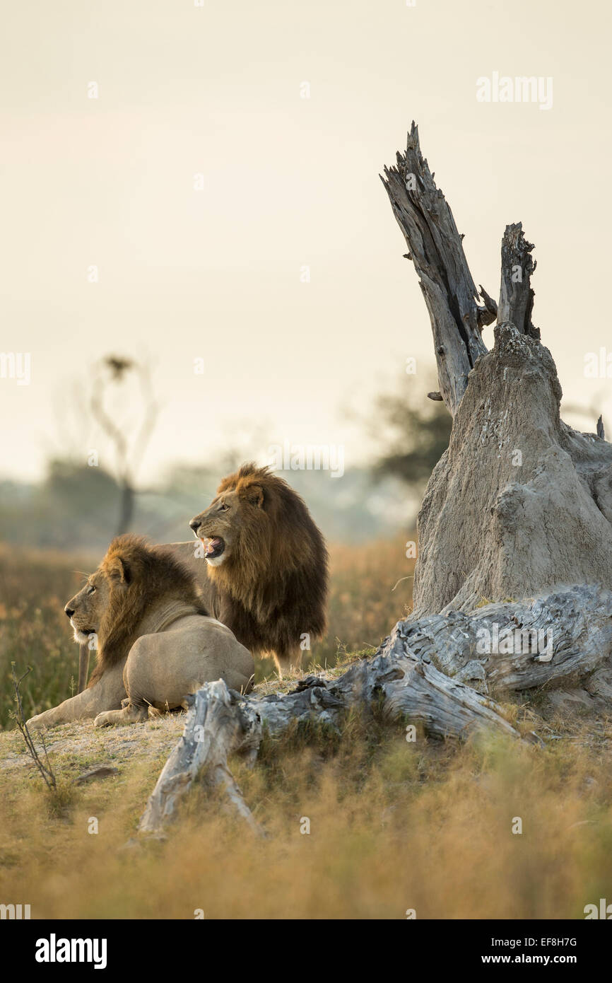 Africa, Botswana, Moremi Game Reserve, Adult Male Lion (Panthera leo ...