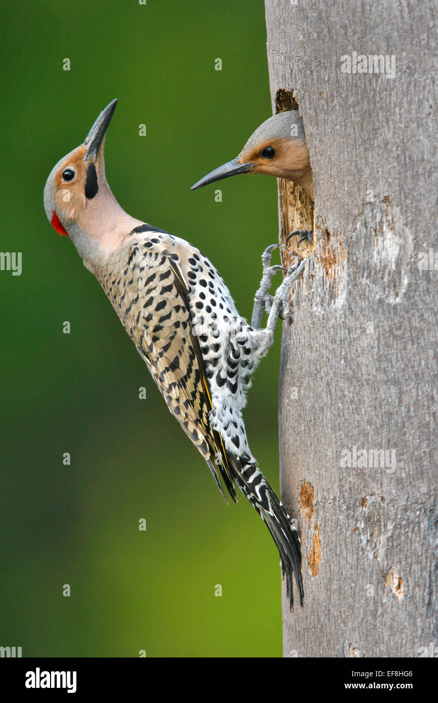 Northern Flicker (Yellow-shafted race) - Colaptes auratus - female Stock Photo