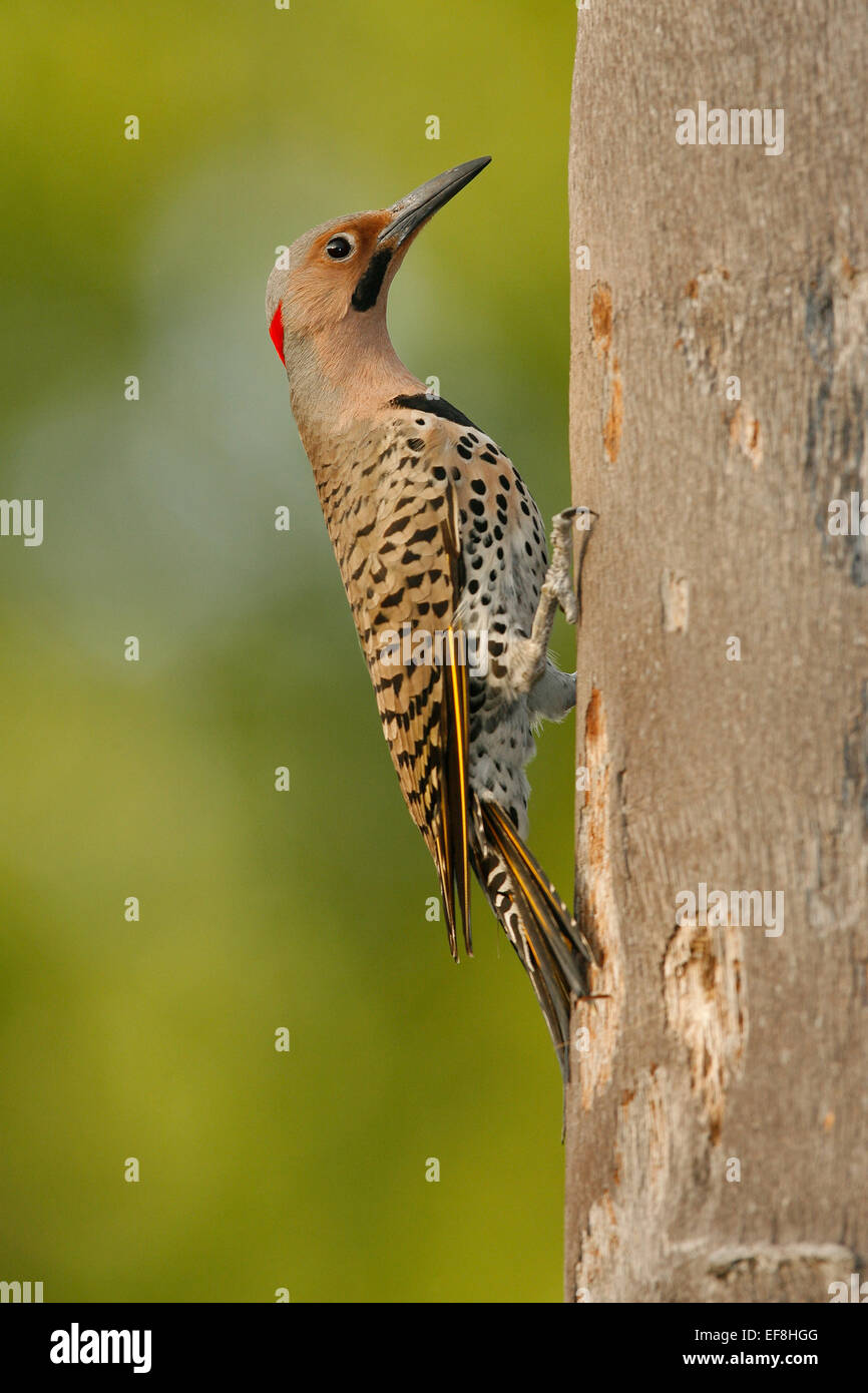 Northern Flicker (Yellow-shafted race) - Colaptes auratus - male Stock Photo