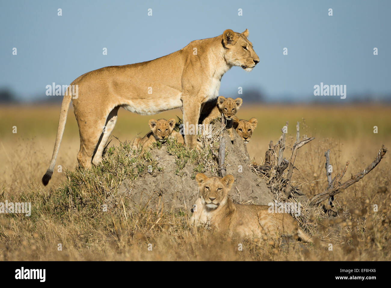 Botswana Chobe National Park Lions Hi res Stock Photography And Images Botswana Chobe National Park Lions Hi res Stock Photography And Images