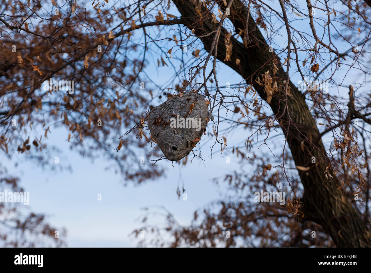 Hornets' nest anchored on tree branch - Virginia USA Stock Photo
