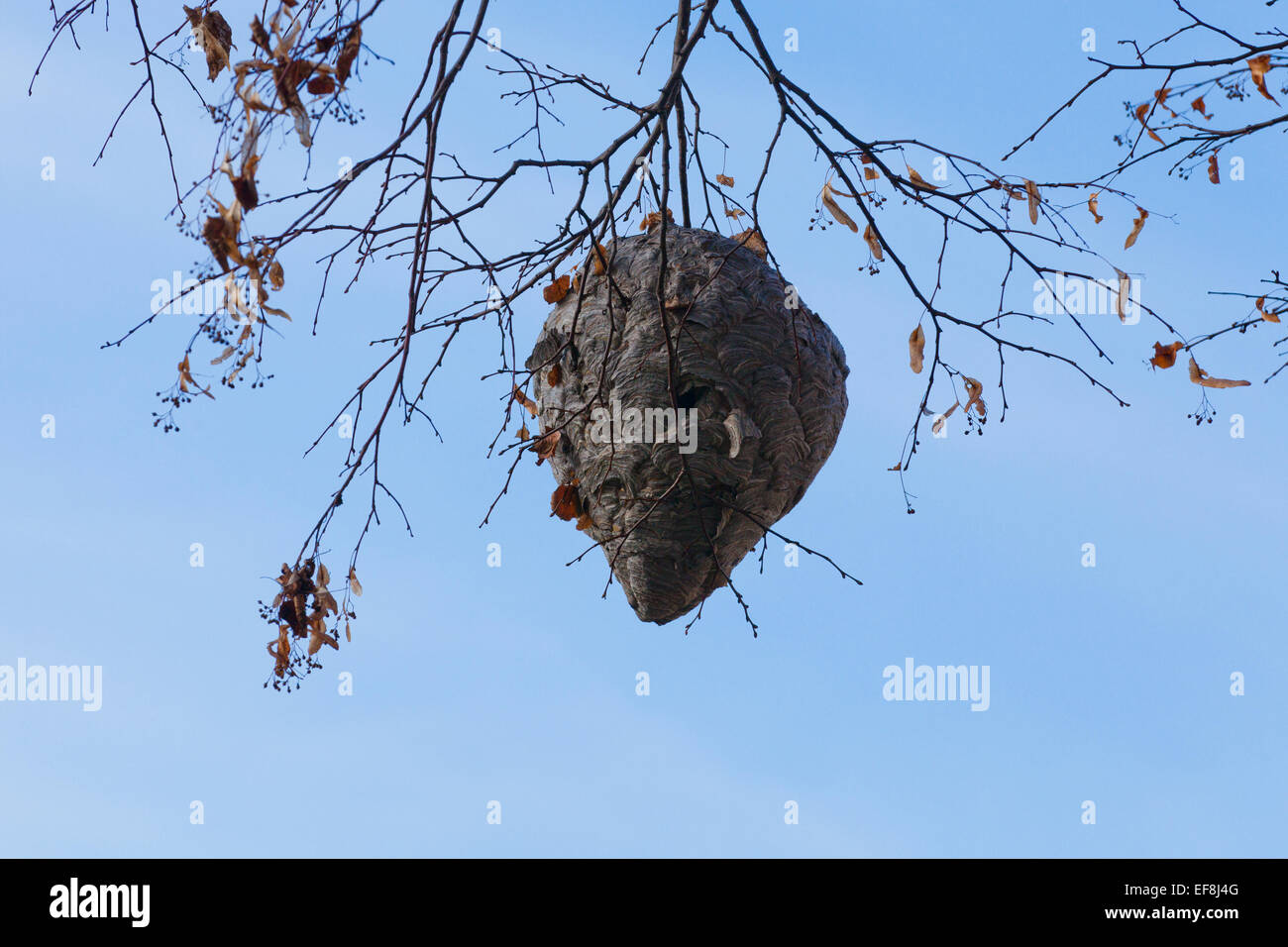 Hornets' nest anchored on tree branch - Virginia USA Stock Photo