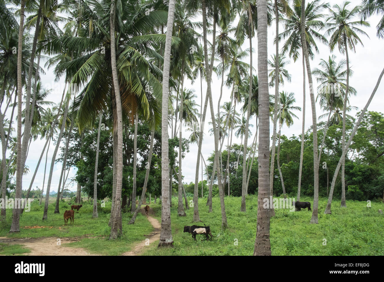 Palm trees and calfs,cows,animals in rural countryside near Tissa, Tissamaharama Sri Lanka. Stock Photo
