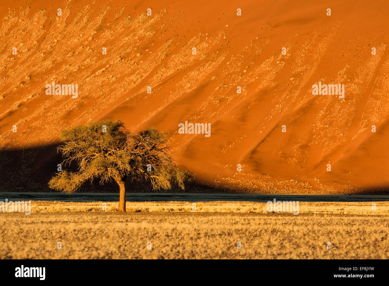 Lone tree with orange sand dune in background, Namib Desert, Sossusvlei, Namibia, Africa Stock Photo