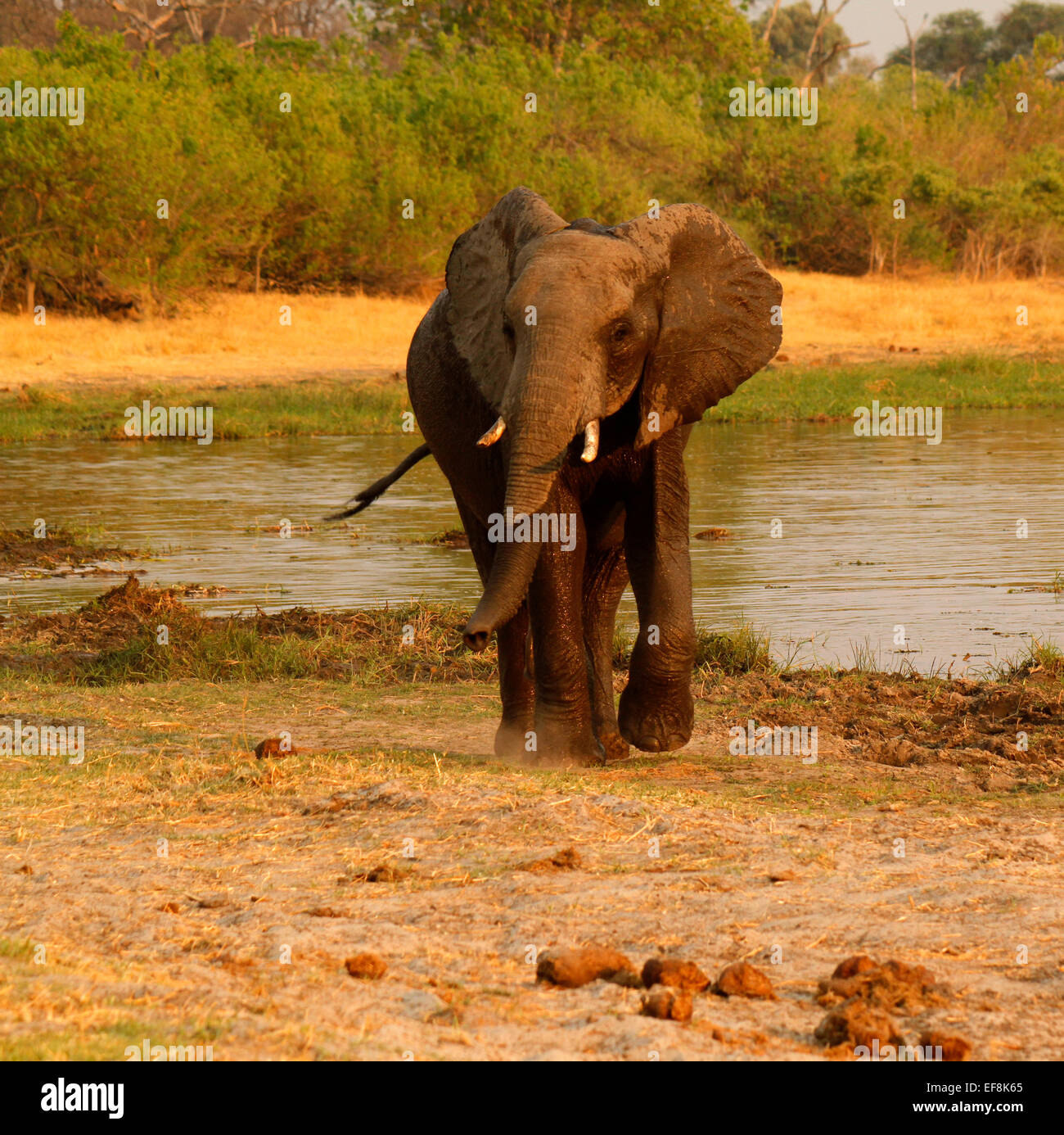 African Elephant happily walking along the river bank ears flapping to