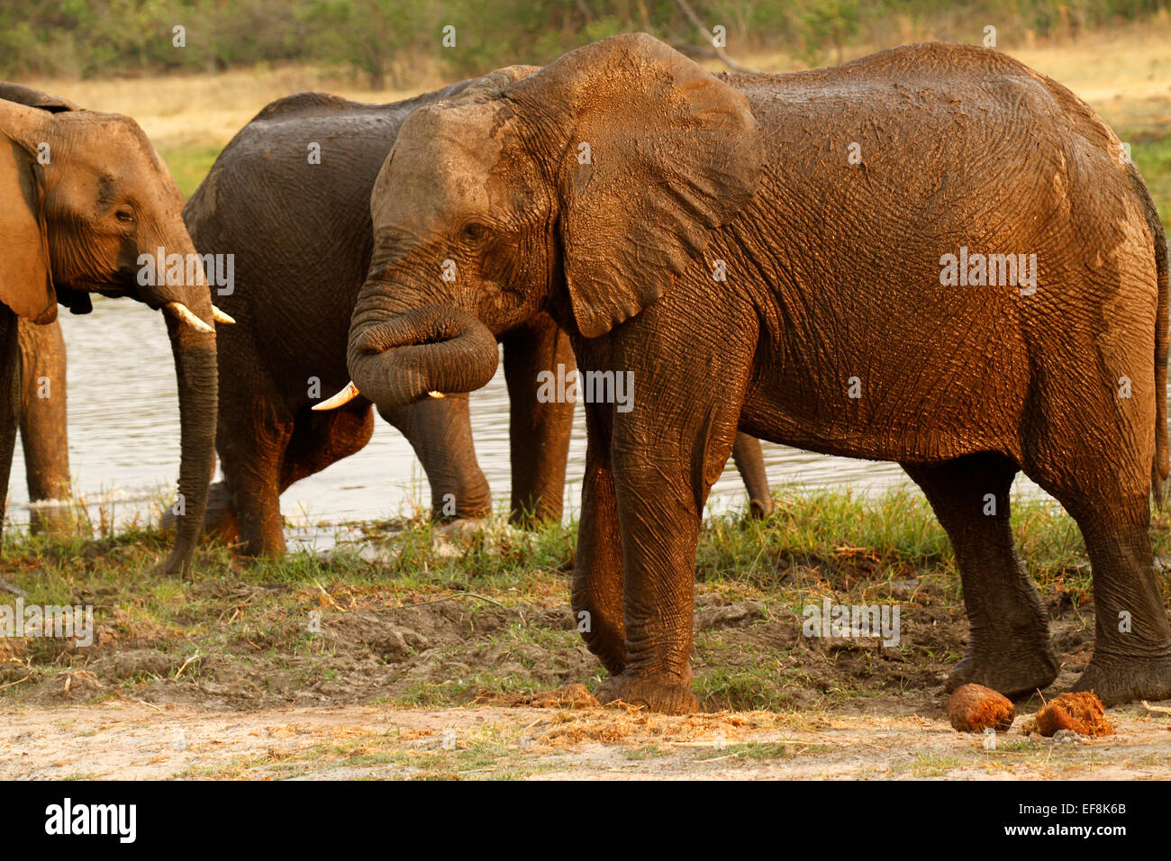 African Elephants, this one has wrapped his trunk up around his tusk resting on it. Herd of