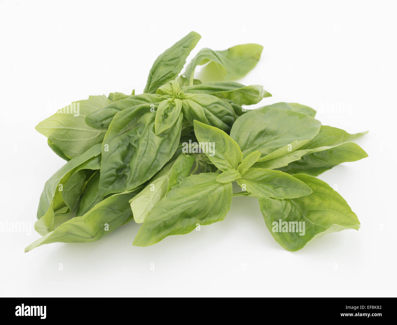Sweet Basil leaves leaf Ocimum basilicum, Italian cooking ingredient - antioxidant Stock Photo
