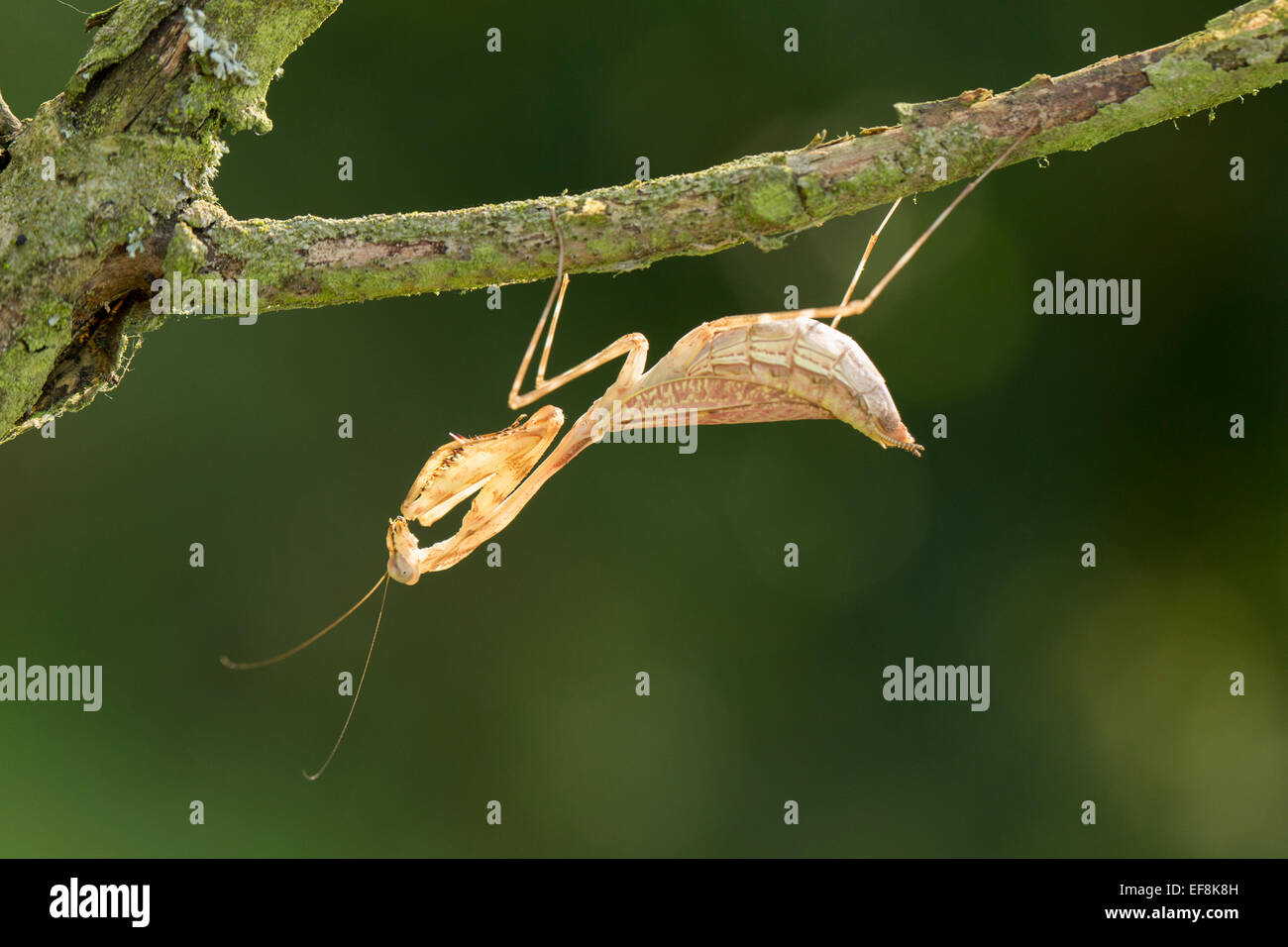 Giant Dead Leaf Mantis, Malaysian Dead Leaf Mantis, Deroplatys