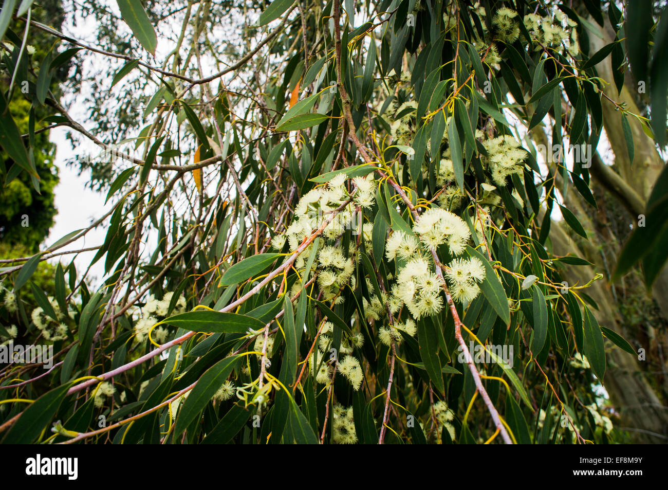 Wakehurst Place Botanic Garden, Eucalyptus, flower, flowers, foliage