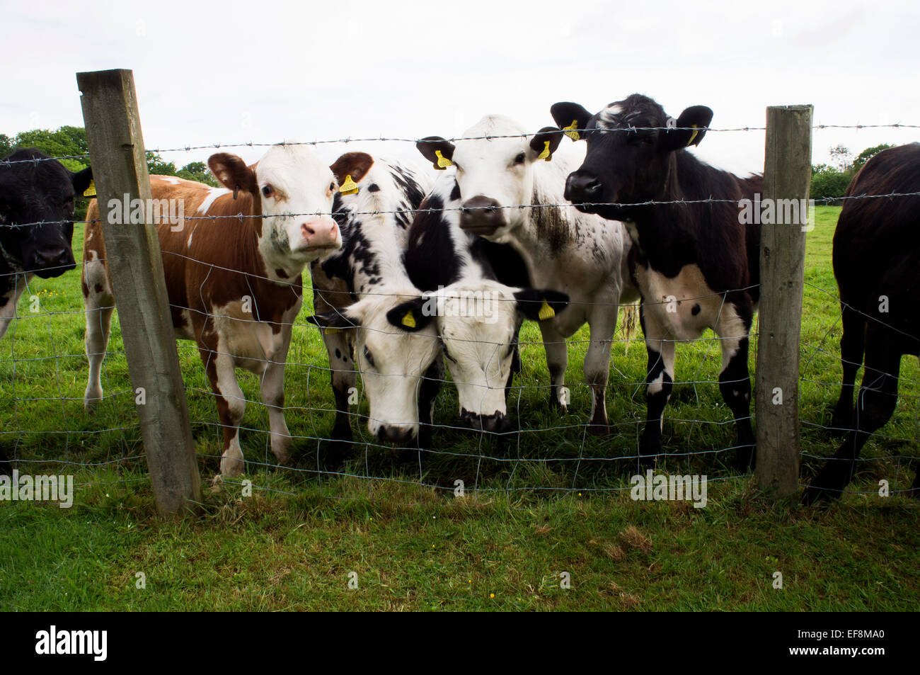 beef cattle,  stock raising, keeping livestock, grazing, steer, bullock, barbed wire fencing Stock Photo