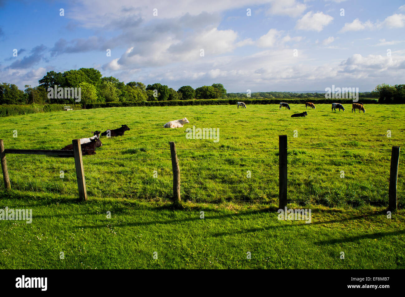 beef cattle,  stock raising, keeping livestock, grazing, steer, bullock Stock Photo