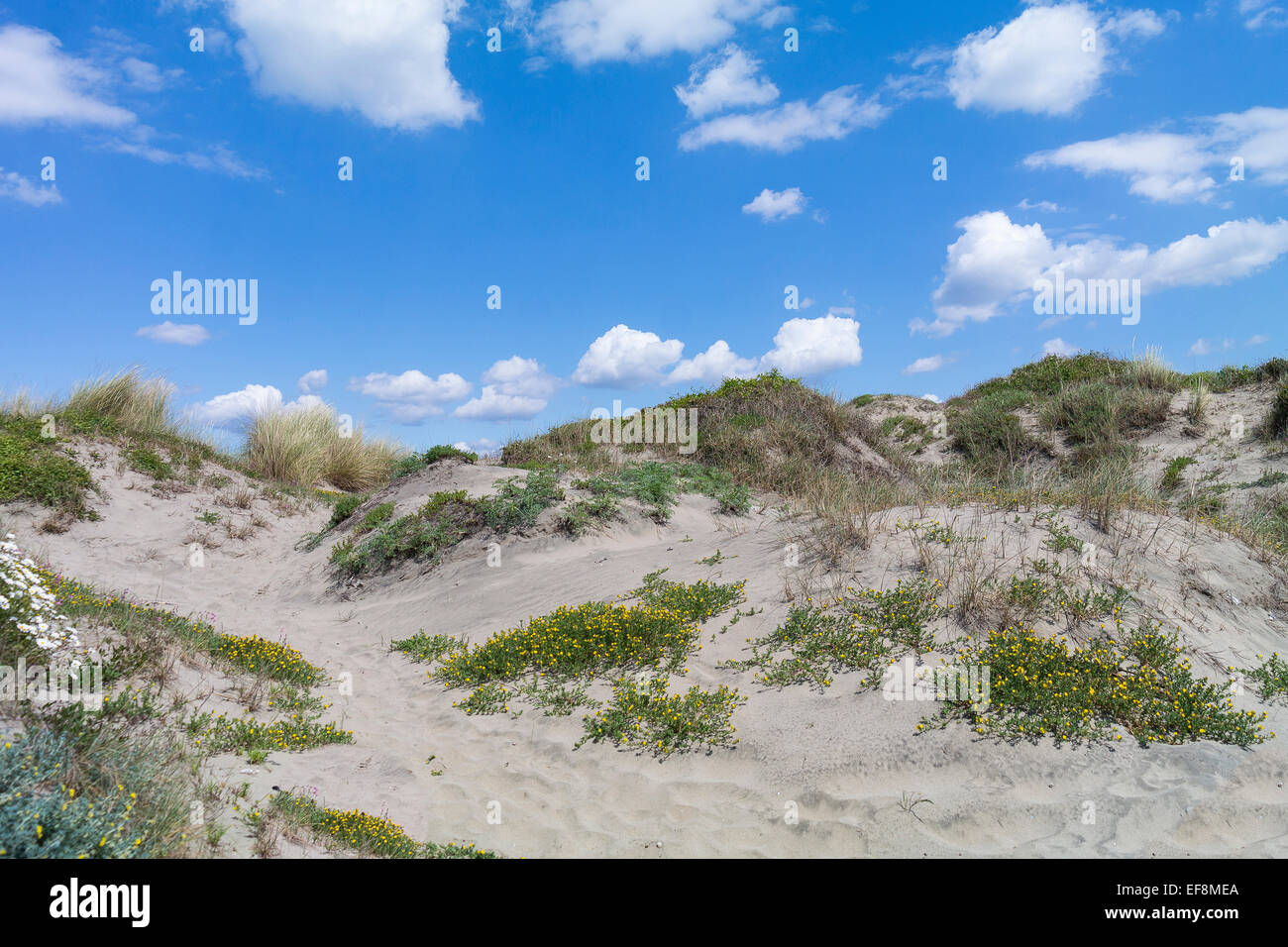 Sand dunes by the beach. Roman littoral. Italy. Stock Photo