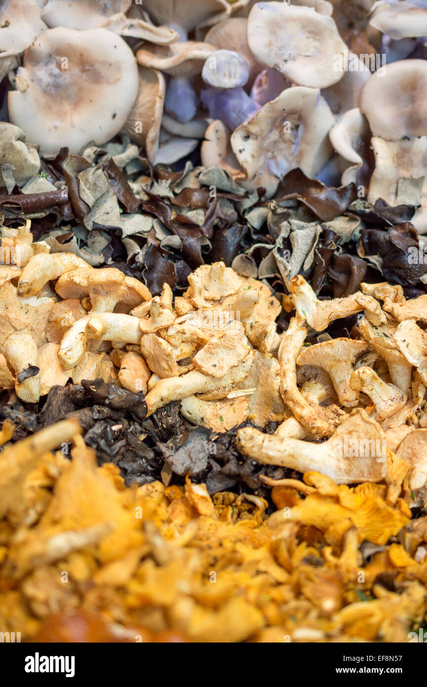 Wild mushrooms (Giroles, Pied Bleu, Judas Ear, Black Trumpet) on a stall at Borough Market, Southwark, London Stock Photo