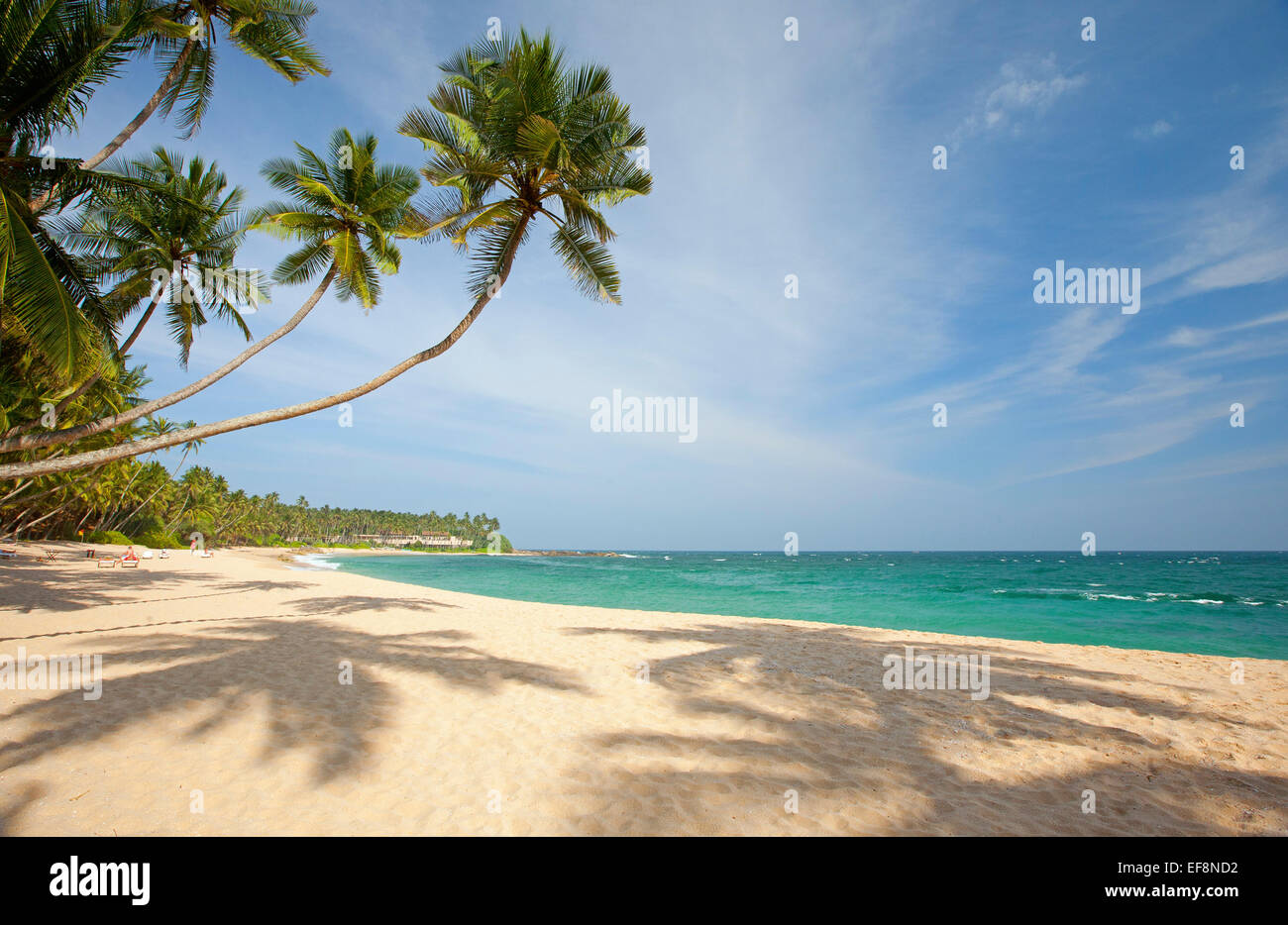 DESERTED BEACH IN TANGALLA WITH PALM TREES Stock Photo