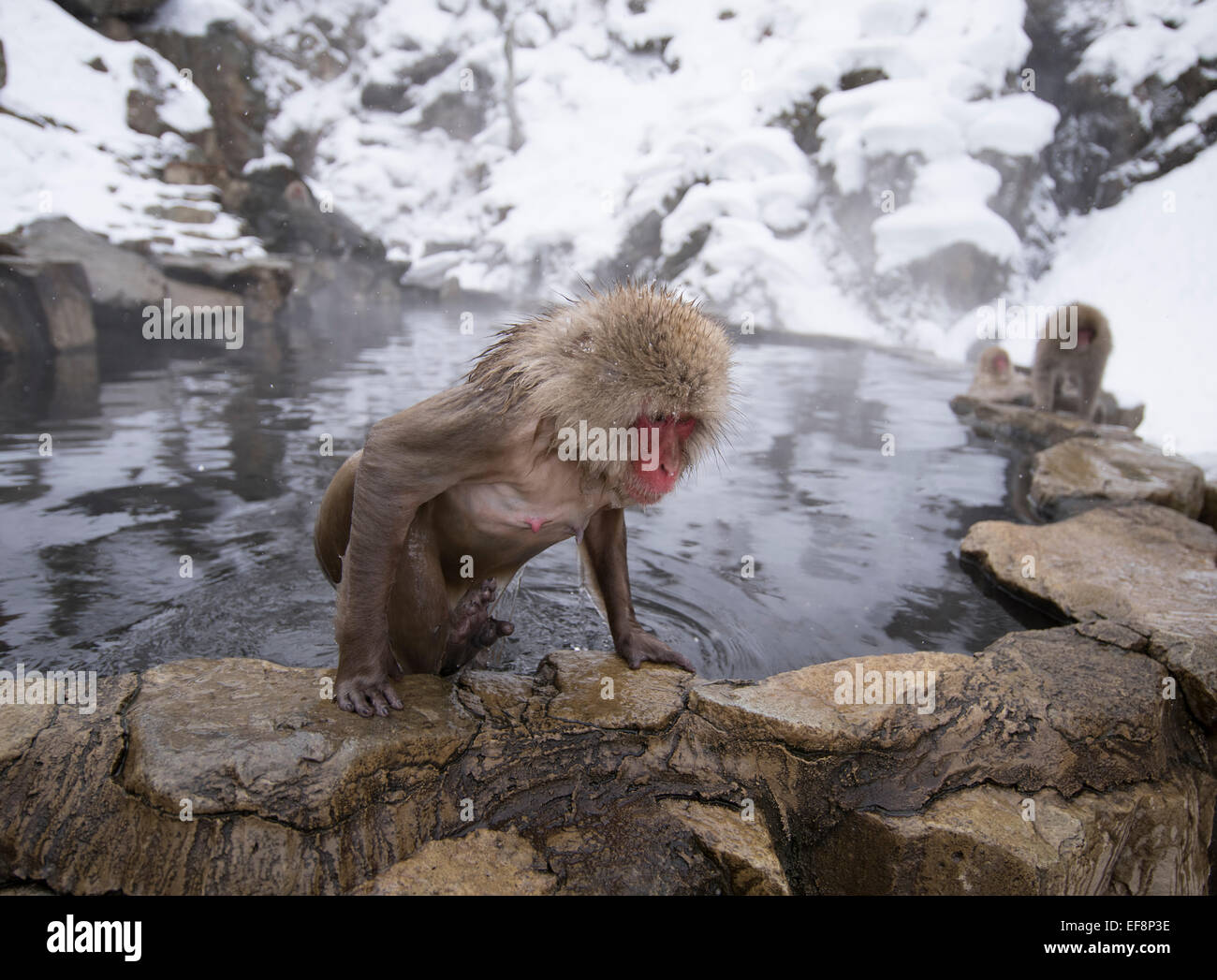 Japanese snow monkeys bathing in hot spring pools at Jigokudani Onsen