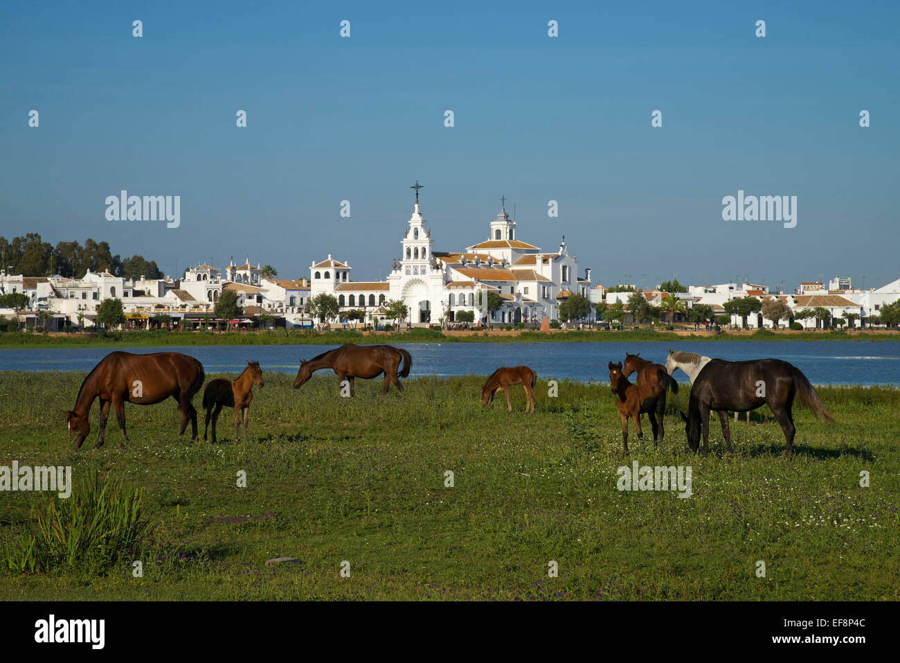 Wild horses in front of the Hermitage of El Rocío in the lagoon of the Doñana National Park, El Rocio, Costa de la Luz Stock Photo