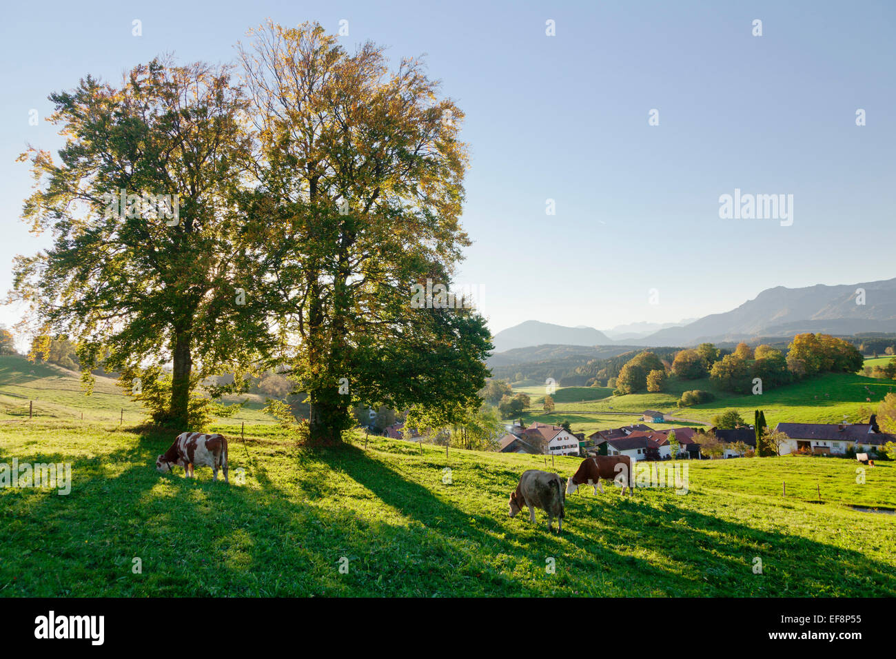 View from the Aidlinger Höhe towards Aidling on lake Riegsee, Upper Bavaria, Bavaria, Germany Stock Photo