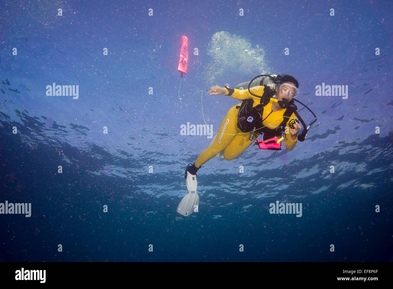 Diver going up, with a safety buoy, Indian Ocean Stock Photo
